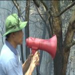 Cháy rừng thông nhựa ở Đô Lương